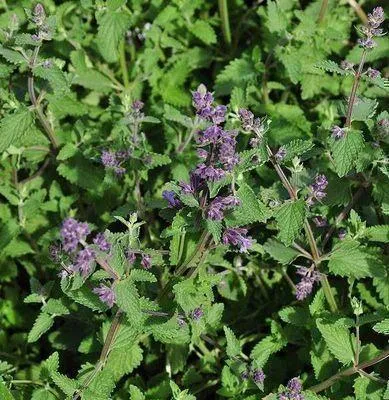 Obrázek produktu pro 6 x Nepeta faas. 'Walker's Low' - Šanta kočičí - květináč 9 x 9 cm