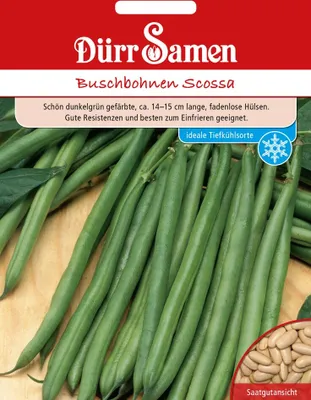 Produktbild von Buschbohne Scossa | Buschbohnensamen von Dürr Samen