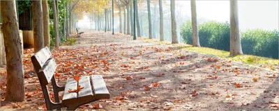 Produktbild von Wallario Poster - Einsame Parkbank an einer Allee - Herbststimmung, Kunstdruck Größe: 50 x 125 cm