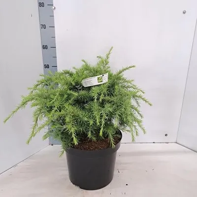 Produktbild von Cedrus deod. 'Golden Horizon' - Goldene Himalaya-Zeder | 30-40 cm im topf