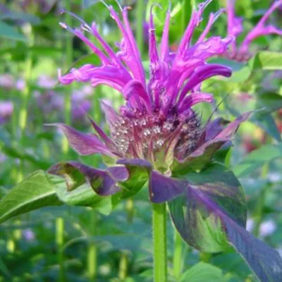 Produktbild von 6 x Indianernessel  - Monarda 'Scorpion'  | Topf 9cm x 9cm