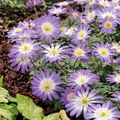 Produktbild von Anemone Zwiebel Blumenzwiebel Staude Balkan-Windröschen Anemone Charmer 10 St.