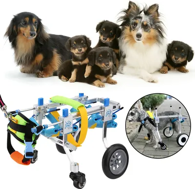 Image de Aide au dressage des chiens, fauteuil roulant pour animaux de compagnie, chariot de marche, chariot de rééducation, assistant de marche