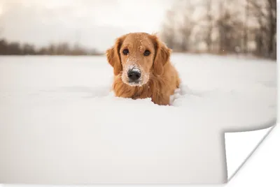 Produktbild von MuchoWow® Poster Hund - Schnee - Winter 60x40 cm - Schlafzimmerdekoration