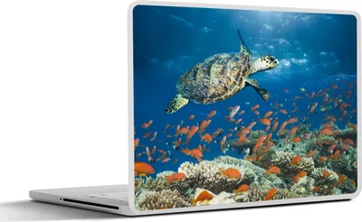 Produktbild von MuchoWow® Laptop Aufkleber Sticker Cover Korallenriff mit Schildkröte 40x30 cm - Laptop Dekoration - Selbstklebend