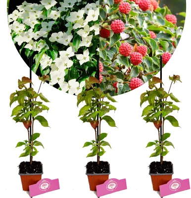Obrázok produktu pre Sada 3 čínskych kornútov – Cornus kousa 'Chinensis' – výška 30 cm – 9 cm kvetináč