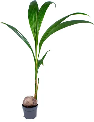 Zdjęcie produktu dla Bloomique - Cocos Nucifera - Palma kokosowa - Rośliny doniczkowe - Oczyszczające powietrze - Przyjazne dla zwierząt - Wysokość 70-90 cm - Doniczka 19 cm