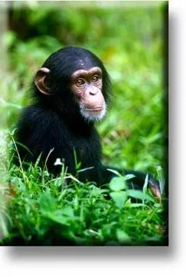 Image de Boutique en ligne du musée – Aimant pour réfrigérateur, bébé chimpanzé