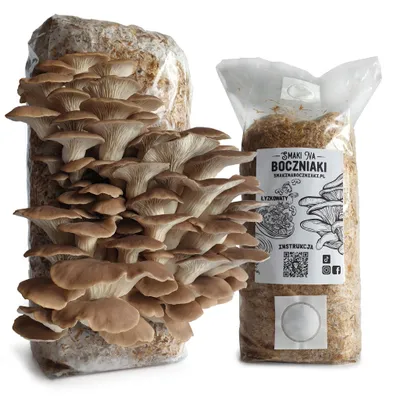 Zdjęcie produktu dla Boczniak łyżkowaty – podłoże do domowej uprawy grzybów 2,2 kg