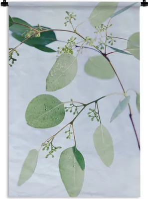 Produktbild von MuchoWow® Wandteppich Wandbehang Eukalyptuszweige mit Blättern 120x180 cm Tapisserie Dekoration Wandtuch - Schlafzimmer - Dekorationen für das Haus