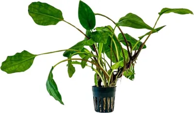 Produktbild von Aquarium Pflanze Lagenandra sp green Wasserpflanzen Aquascaping AquaOne Nr.304