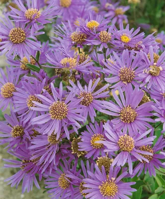 Produktbild von Aster novi-belgii 'Dauerblau', Herbstaster, blau, ca. 11x11 cm Topf