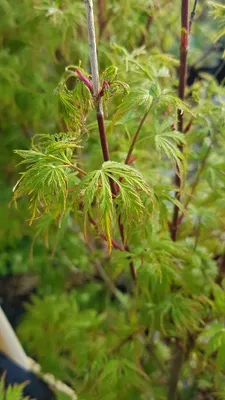 Image de Acer palmatum 'Seiryu' / Erable du Japon