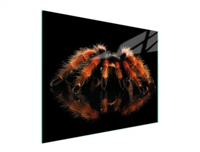 Produktbild von Glasschneidebrett 52x40 Spider