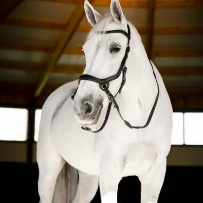 Obrázok produktu pre Ohlávka bez udidla Horseware Micklem