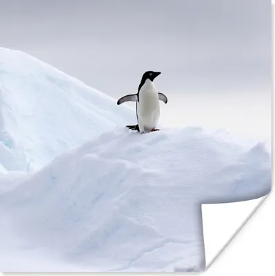 Produktbild von MuchoWow® Poster Pinguin - Eis - Winter 50x50 cm - Wohnzimmerdekoration