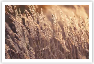 Produktbild von Poster - Poster ohne Rahmen - Boho Ähren Feld - 91,5x61 cm - Wand Bild - Wanddeko - Wandbilder - Kunstposter - Wandposter - Bilder - Kunstdruck - Wanddekoration - Wandbild - P2XAA91x61-4838