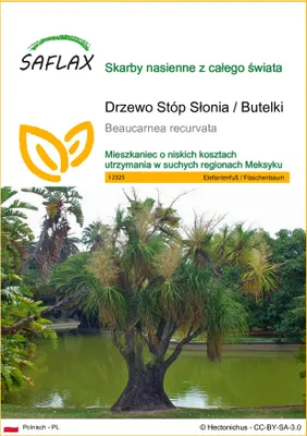 Zdjęcie produktu dla SAFLAX - Drzewo Stóp Słonia / Butelki - 10 Nasiona - Beaucarnea recurvata