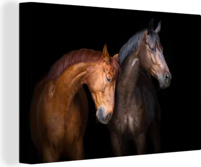 Obrázok produktu pre OneMillionCanvasses® - Obrazy na plátne - 140x90 cm, Kone - Zvieratá - Portrét - Hnedý, Nástenná umelecká tlač Nástenná dekorácia - Fotografia na plátne - Maľba na drevenom ráme
