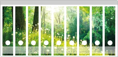 Produktbild von Wallario Ordnerrücken Sticker, selbstklebend für breite Ordner, 9 Stück, Motiv Pusteblumen im Wald mit einfallenden Sonnenstrahlen