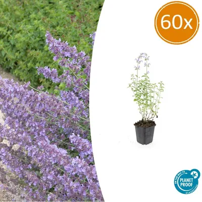 Image de Nepeta 'Walker's Low' | 60 pièces - 10-25cm - Ø9cm - Plante de jardin