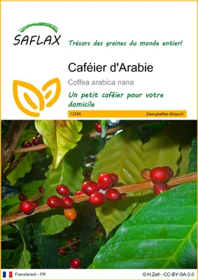 Image de SAFLAX  - Caféier d'Arabie - 8 graines - Coffea