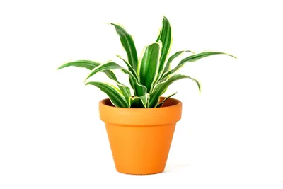 Obrázok produktu pre Gardners Dracaena fragrans mix, priemer 6 cm
