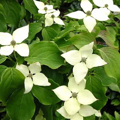 Image de Cornouiller japonais  - Cornus kousa « Schmetterling »  | 50-60 cm en conteneur