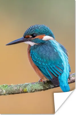 Produktbild von MuchoWow® Poster Vogel - Eisvogel - Tiere - Zweig 120x180 cm - Kunstposter
