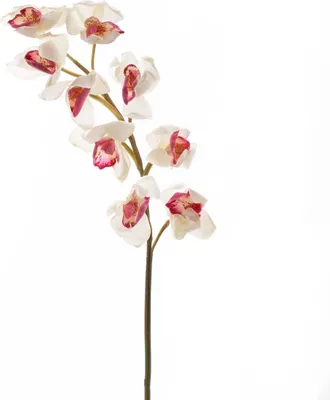 Produktbild von artplants.de Künstlicher Orchideenzweig, real Touch, weiß-pink, 80cm - Cymbidium - Kunstorchidee