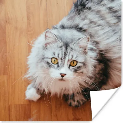 Produktbild von MuchoWow® Poster Maine Coon Katze schaut auf 100x100 cm - Babyzimmer