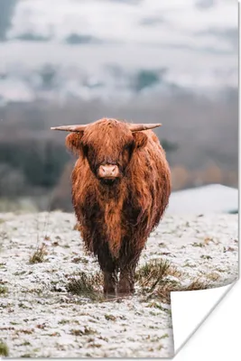 Produktbild von MuchoWow® Poster Schottischer Highlander - Schnee - Berg 40x60 cm - Plakate für die Wand - Poster Babyzimmer