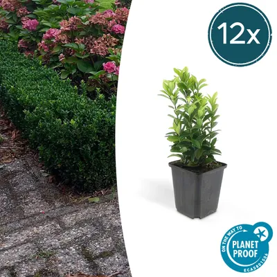 Produktbild von Bodendecker - Kriechspindel - Euonymus japonicus 'Green Spire' - 9cm Topf - Set mit 12 Pflanzen