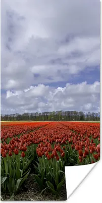 Produktbild von MuchoWow® Poster Rote Tulpen auf dem Keukenhof in Südholland 40x80 cm - Dekoration