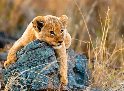Image de Ravensburger Puzzle 200 p XXL - Le petit lionceau