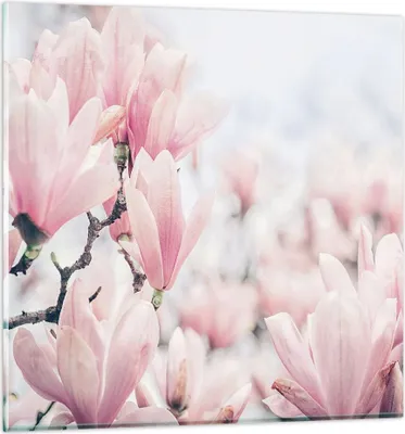 Produktbild von Bilder auf glas - Einteilig - Magnolie Blumen Rosa - 70x70cm - Glasbilder - Wandbilder - Bilder - zum Aufhängen bereit - Wanddekoration aus Glas - Glas Bilder - Wandbild auf Glas - GAC70x70-4396