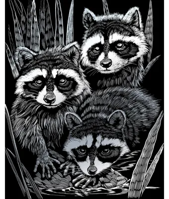 Produktbild von PRACHT® Creatives Kratzbild Waschbären silber