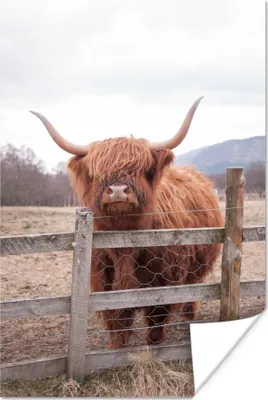 Produktbild von MuchoWow® Poster Scottish Hochlandrind - Gras - Zaun 60x90 cm - Wanddekoration