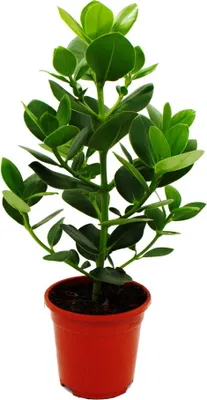 Zdjęcie produktu dla Jablon balsamiczna - Clusia major - ok. 55-65 cm - doniczka 17 cm - roslina doniczkowa