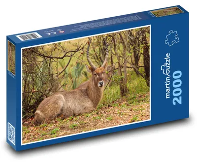 Obrázek produktu pro Puzzle 2000 Safari v divoké přírodě - martinpuzzle