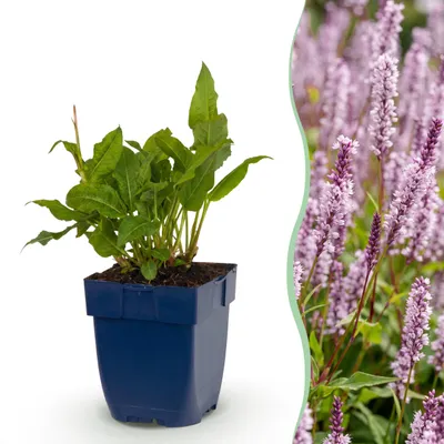 Zdjęcie produktu dla Persicaria ampl. Rosea – rdest – cień – różowy – 3 rośliny - 15-25cm - Ø11cm - Roślina ogrodowa