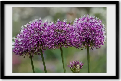 Produktbild von Bild 60x40 MDF-Rahmen, Wandkunst Knoblauch Blume