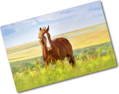 Produktbild von Tulup Glas Herdabdeckplatte - 80x52 cm - Glaskeramikkochfeld-Abdeckung Spritzschutz Glasabdeckplatte - Einteilig - Tiere - Braunes Pferd - Braun