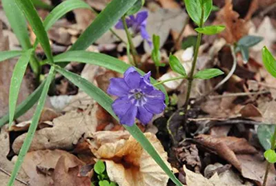 Produktbild von 12 x Vinca minor - Kleine Immergrün - Topf 9 cm x 9 cm