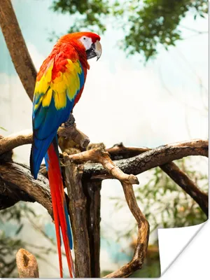 Produktbild von MuchoWow® Poster Papagei - Vogel - Regenbogen - Tropisch 120x160 cm - Wandbilder