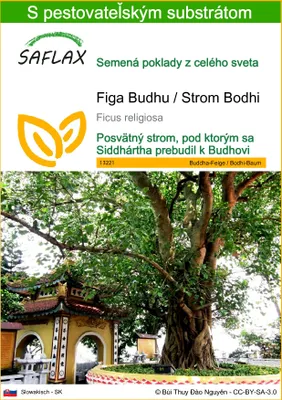 Obrázok produktu pre SAFLAX - Figa Budhu / Strom Bodhi - Ficus religiosa - 100 Semená - S pestovateľským substrátom bez klíčkov