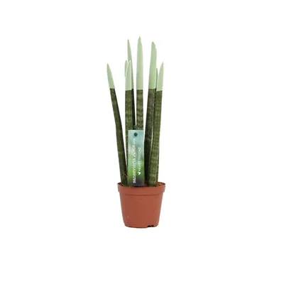 Obrázek produktu pro Sansevieria Cylindrica Straight -Spaghetti VELVET TOUCHZ®- 30 cm obloukovitá konopná pokojová rostlina (pastelově zelená)