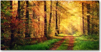 Produktbild von Tulup Glas-Bild -140x70- Wandkunst Dekorative Wand für Küche & Wohnzimmer - Landschaften - Herbstwald - Mehrfarbig