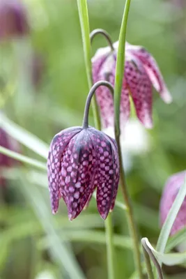 Produktbild von Fritillaria meleagris, Schachbrettblume, ca. 9x9 cm Topf, einzigartig