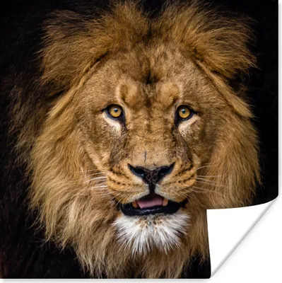 Produktbild von MuchoWow® Poster Löwe - Porträt - Schwarz - Tiere 75x75 cm - Wand Dekoration
